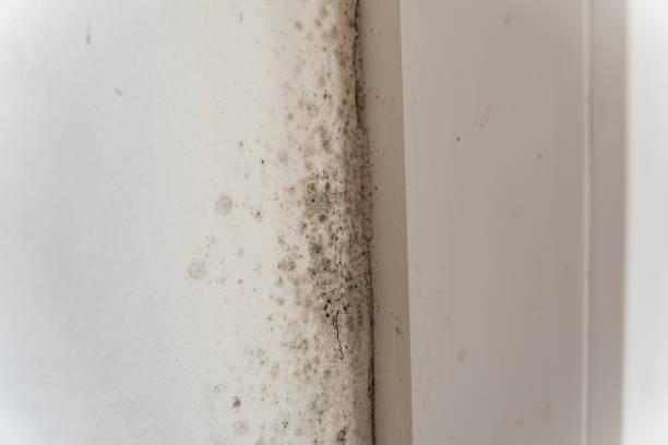 Mold Remediation for Vacation Homes in Mount Sinai, NY